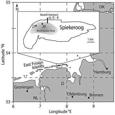 Rare Earth Element Behavior in a Sandy Subterranean Estuary of the Southern North Sea